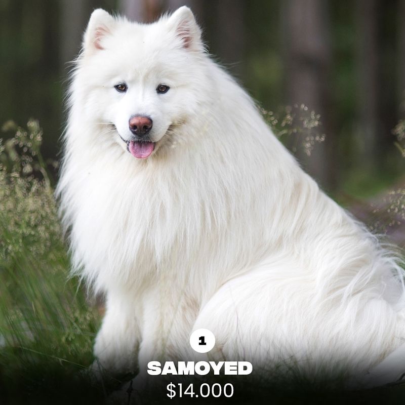Samoyed