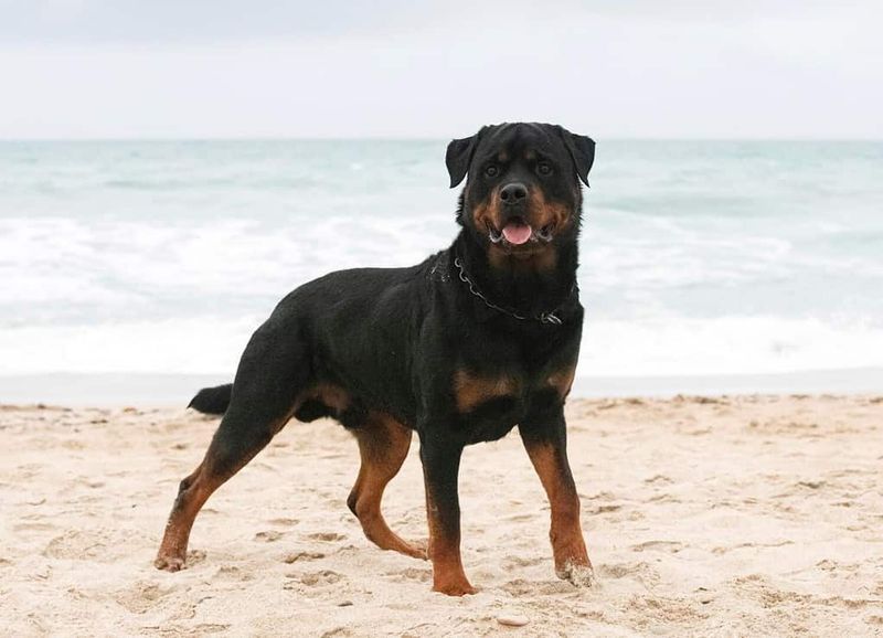Rottweiler
