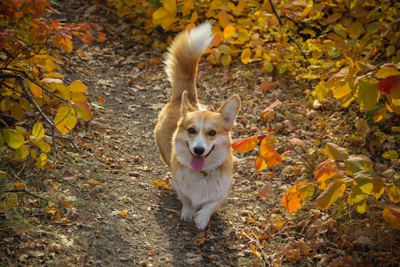 Wagging Tail