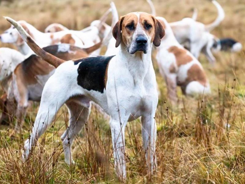 American Foxhound