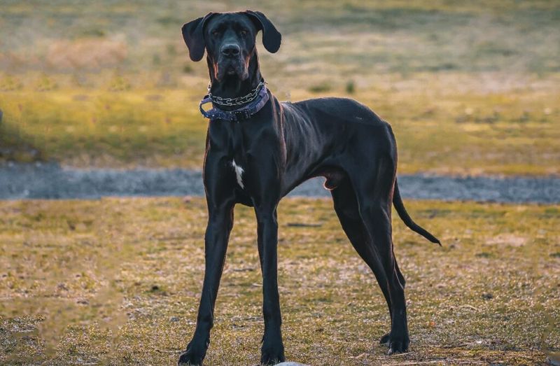 Large Black Dogs