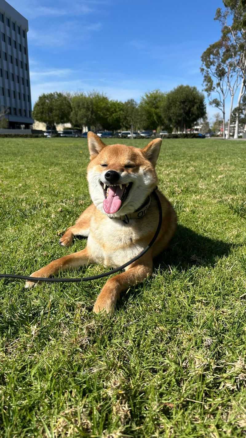 Shiba Inu