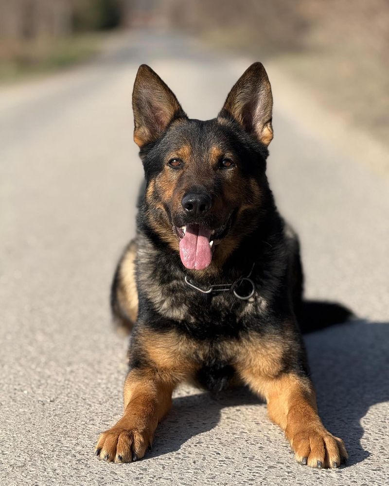 German Shepherd