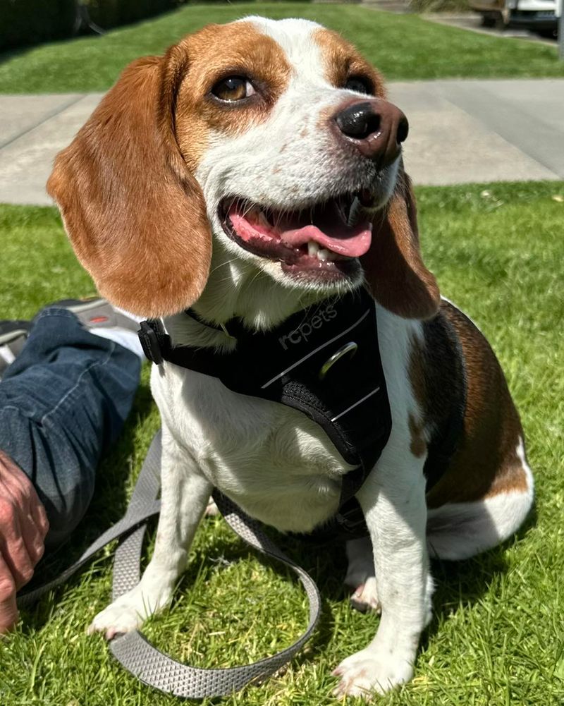 Beagle