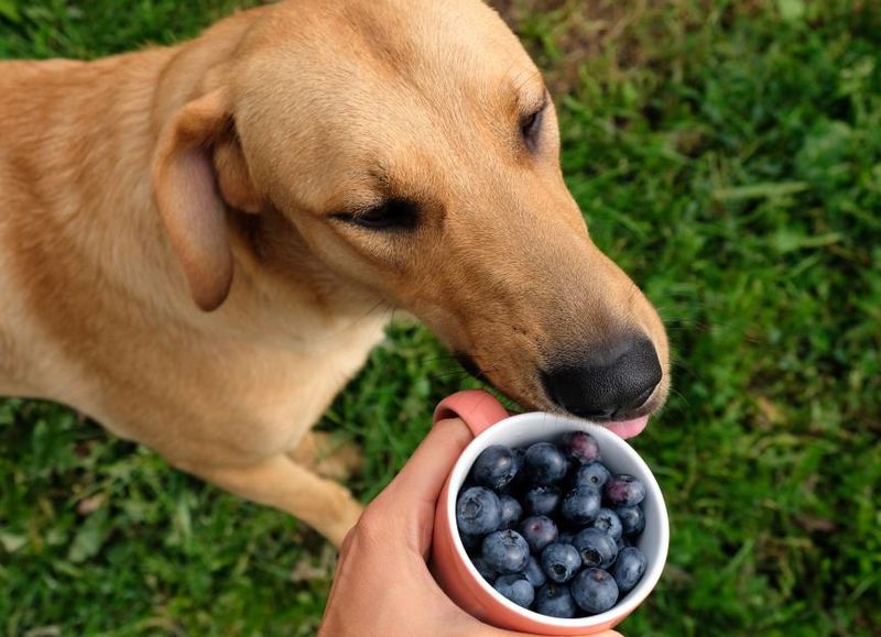 Blueberries