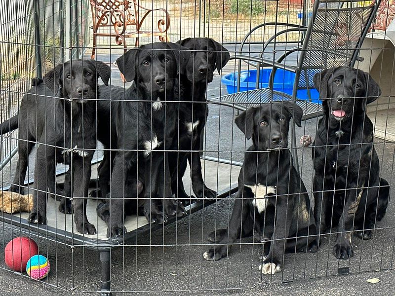 Labrador Mix