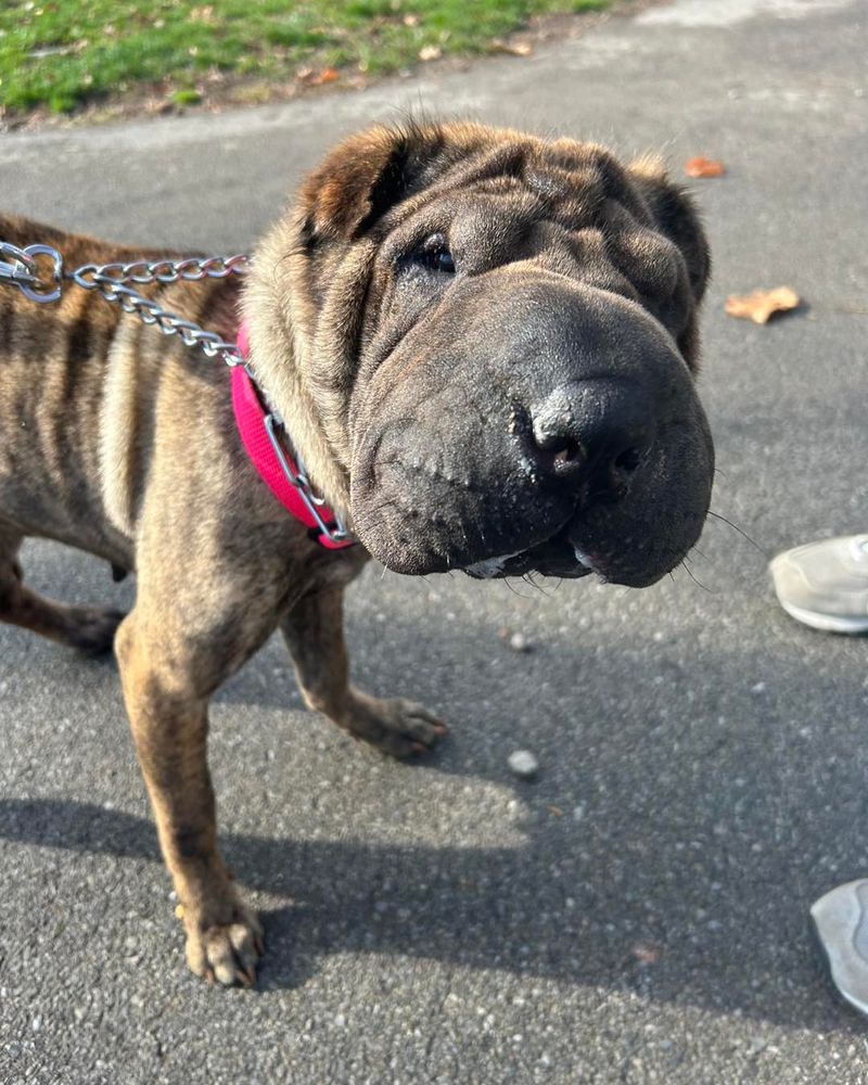 Shar Pei