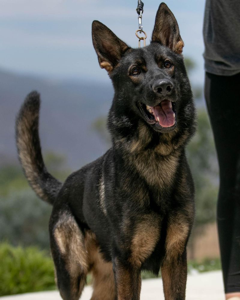 German Shepherd