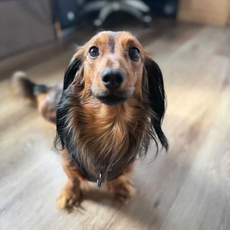 Dachshund