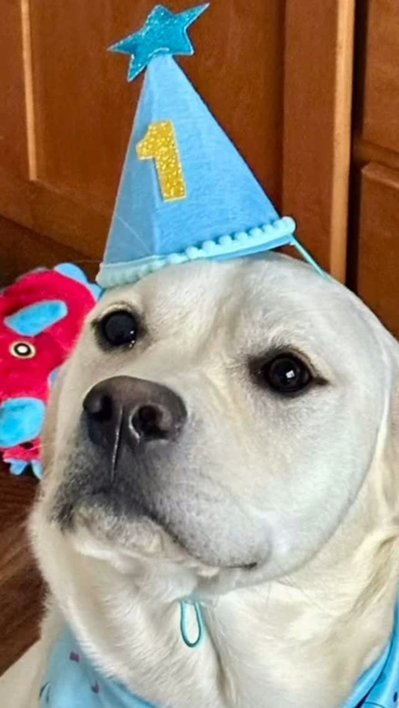 Labrador Retriever