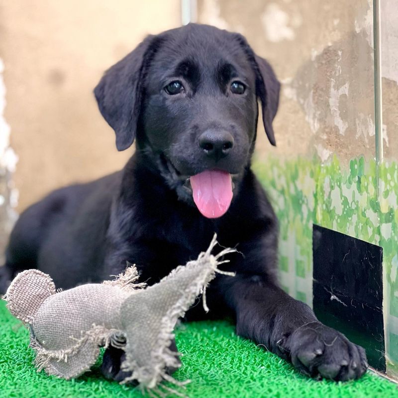 Labrador Retriever