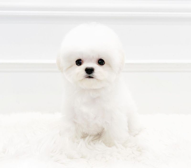 Bichon Frise