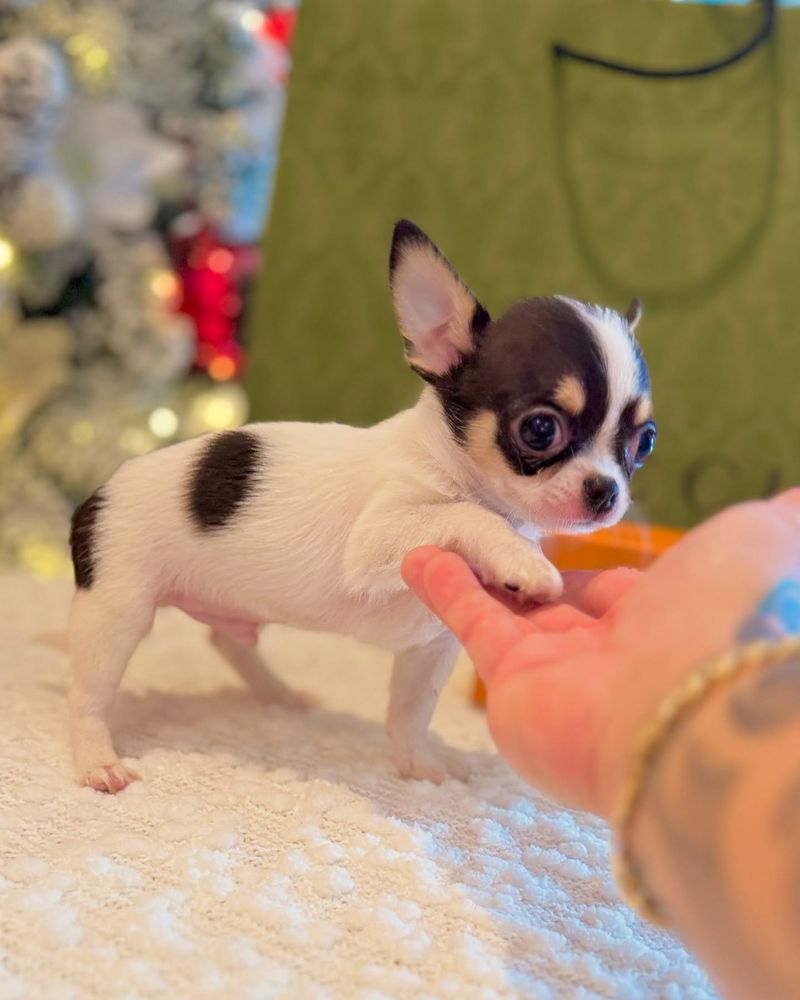 Teacup Chihuahua