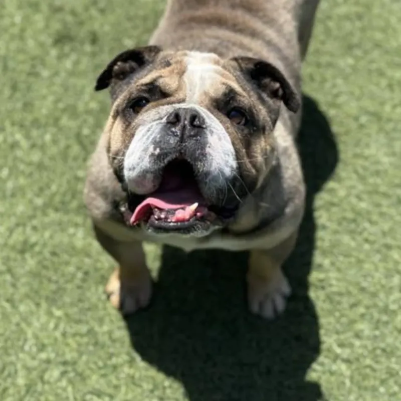 English Bulldog