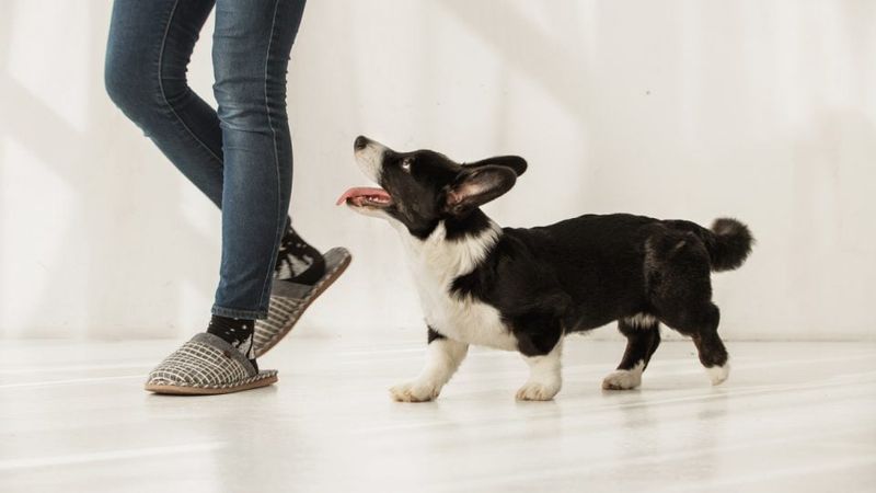 Your Dog Follows You Everywhere