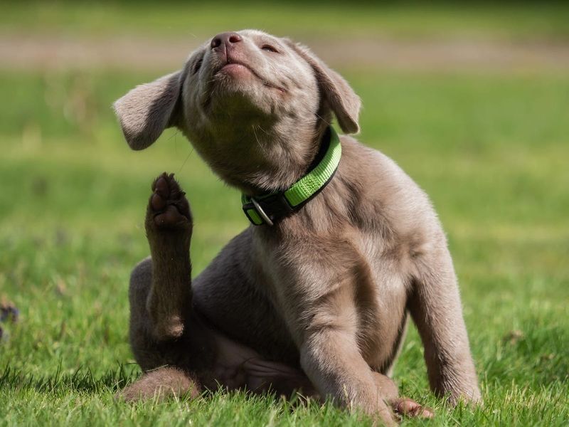 Frequent Scratching