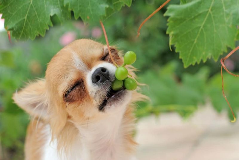 Grapes and Raisins