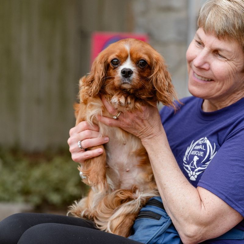 Cavalier King Charles Spaniel