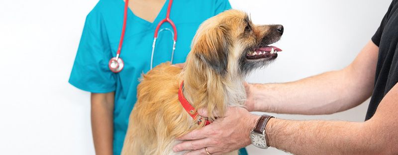 Regular Veterinary Checkups