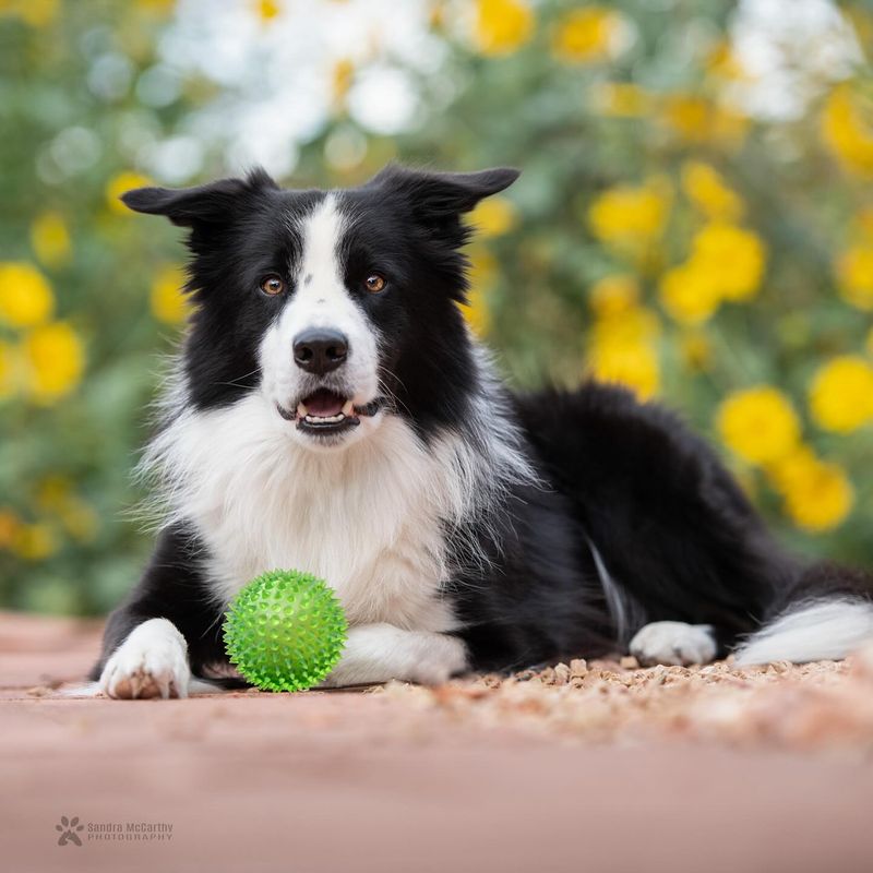 Border Collie