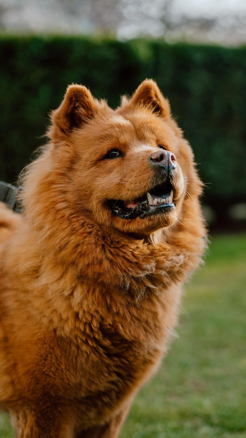 Chow Chow