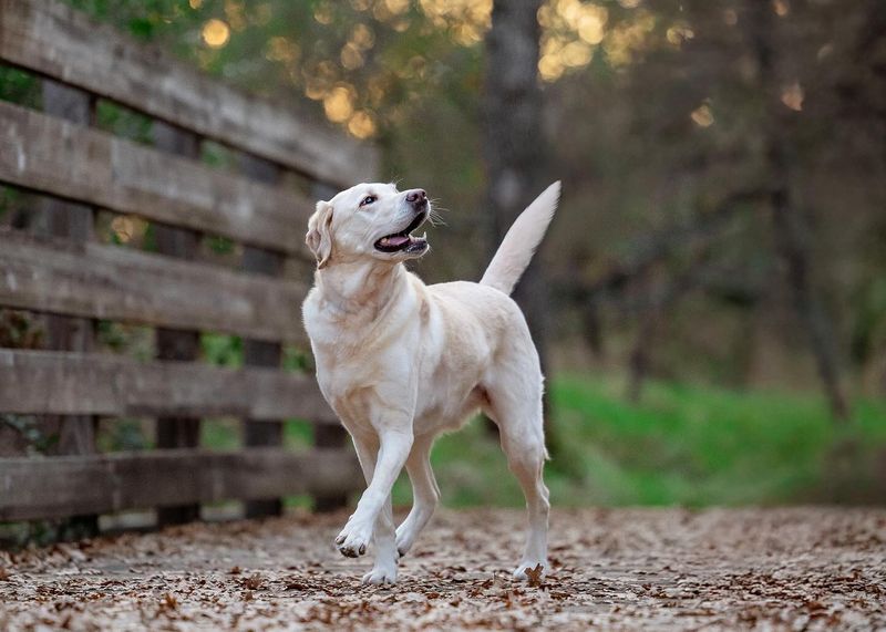 Labrador Retriever