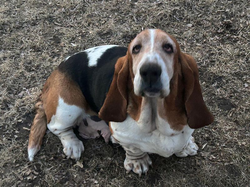 Basset Hound