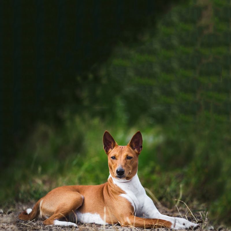 Basenji