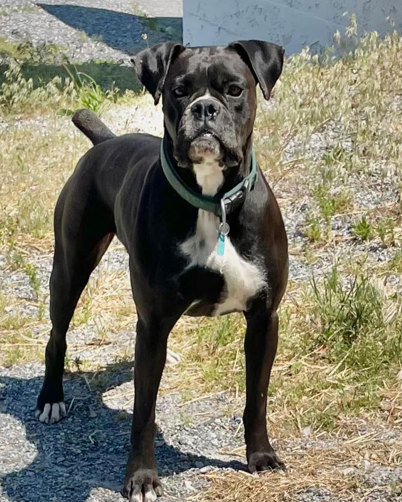 Boxer