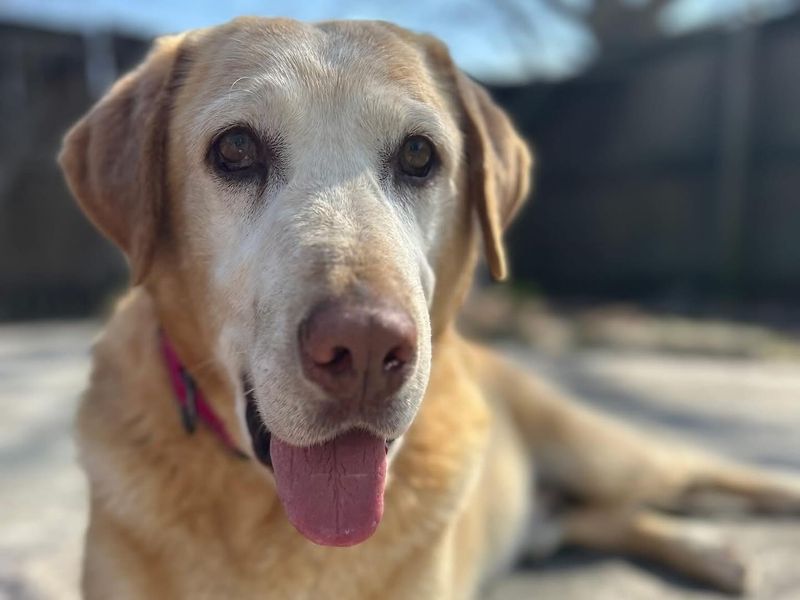 Labrador Retriever