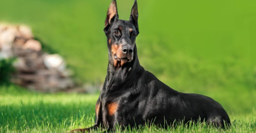 16 Protective Dog Breeds That Guard With Heart - Epic dogs tales