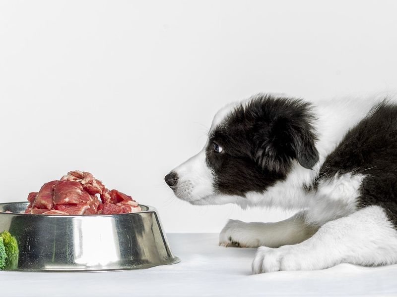 Understanding Canine Nutrition