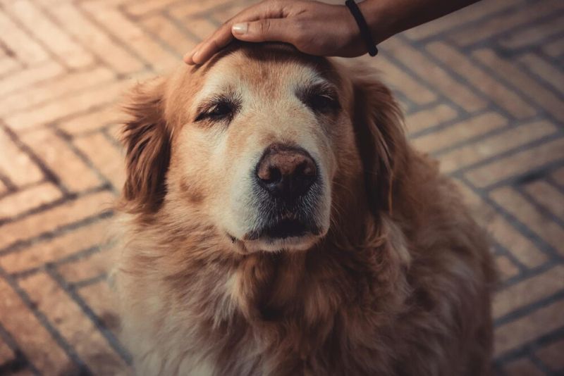 Golden Retriever's Gentle Loyalty