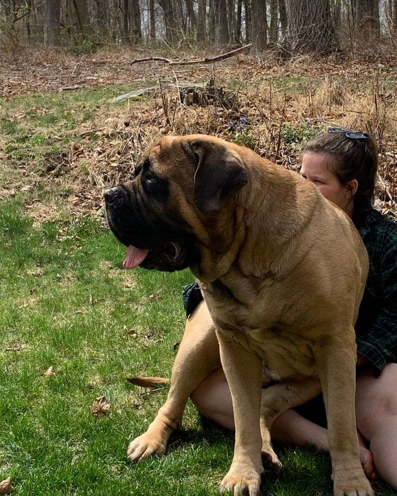 Mastiff