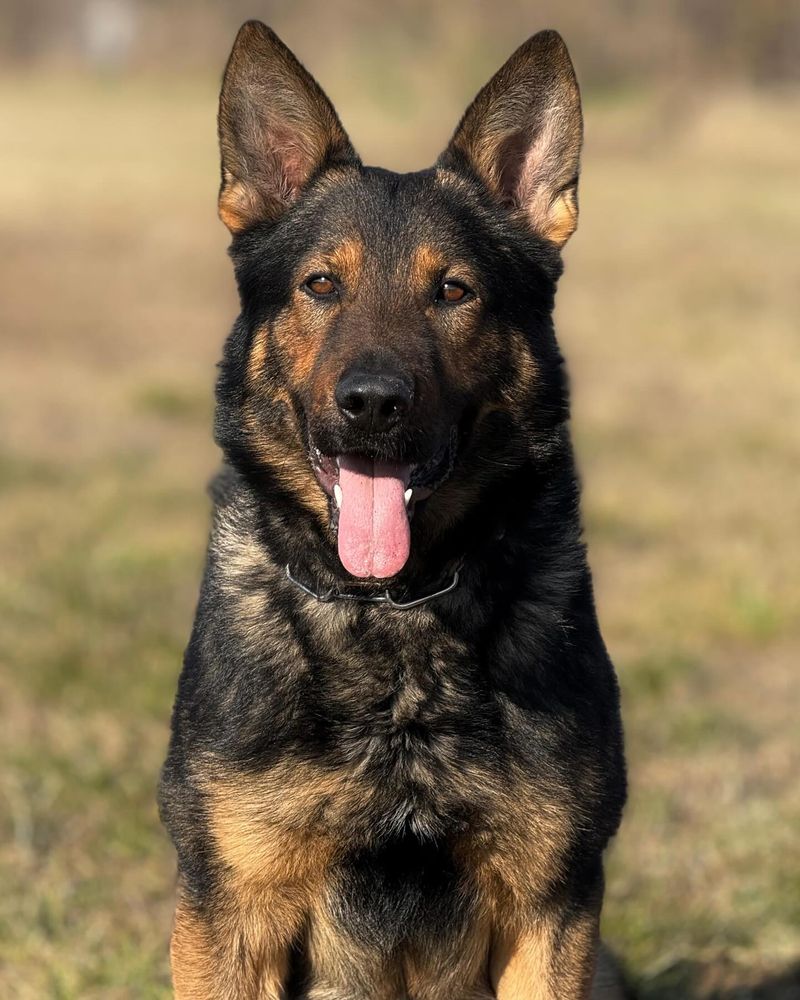 German Shepherd