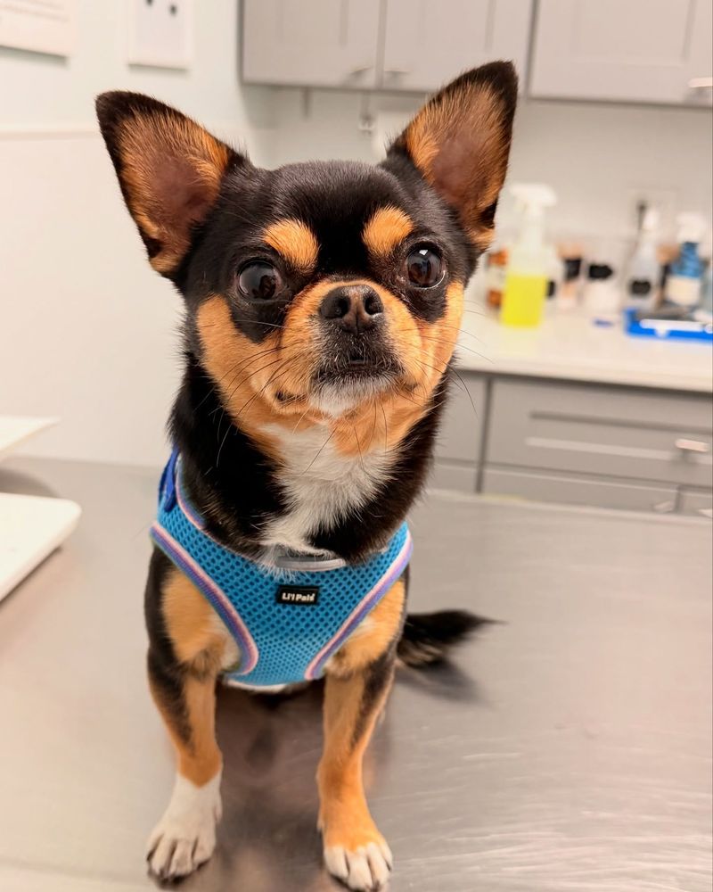 Chihuahua