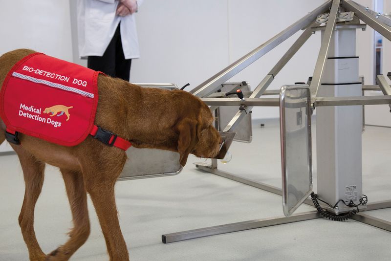 Cancer Detection