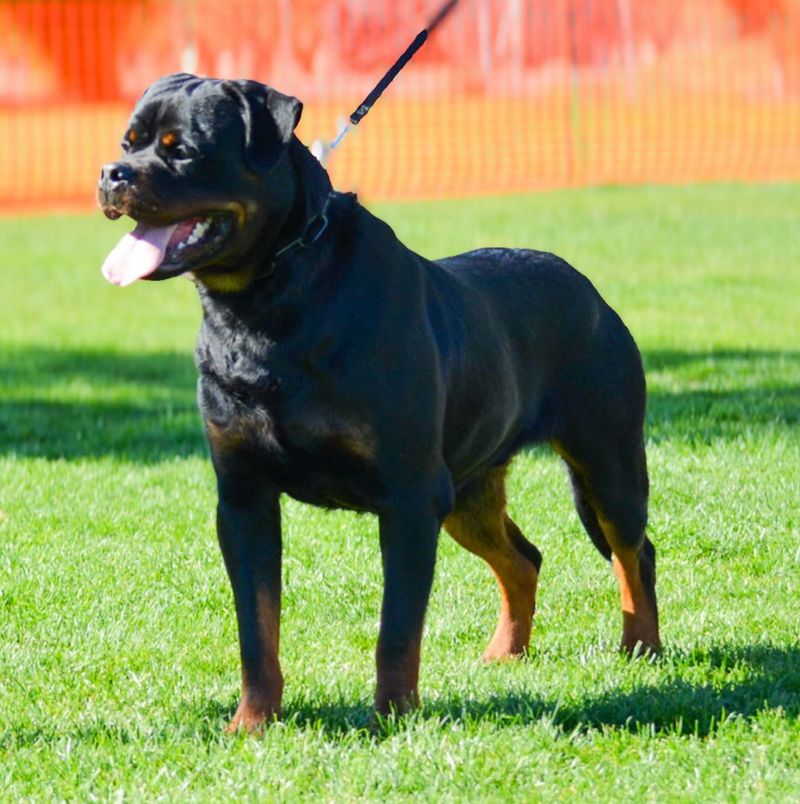 Rottweiler