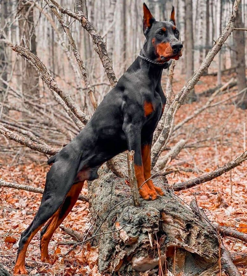 Doberman Pinscher