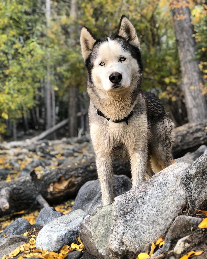 Siberian Husky
