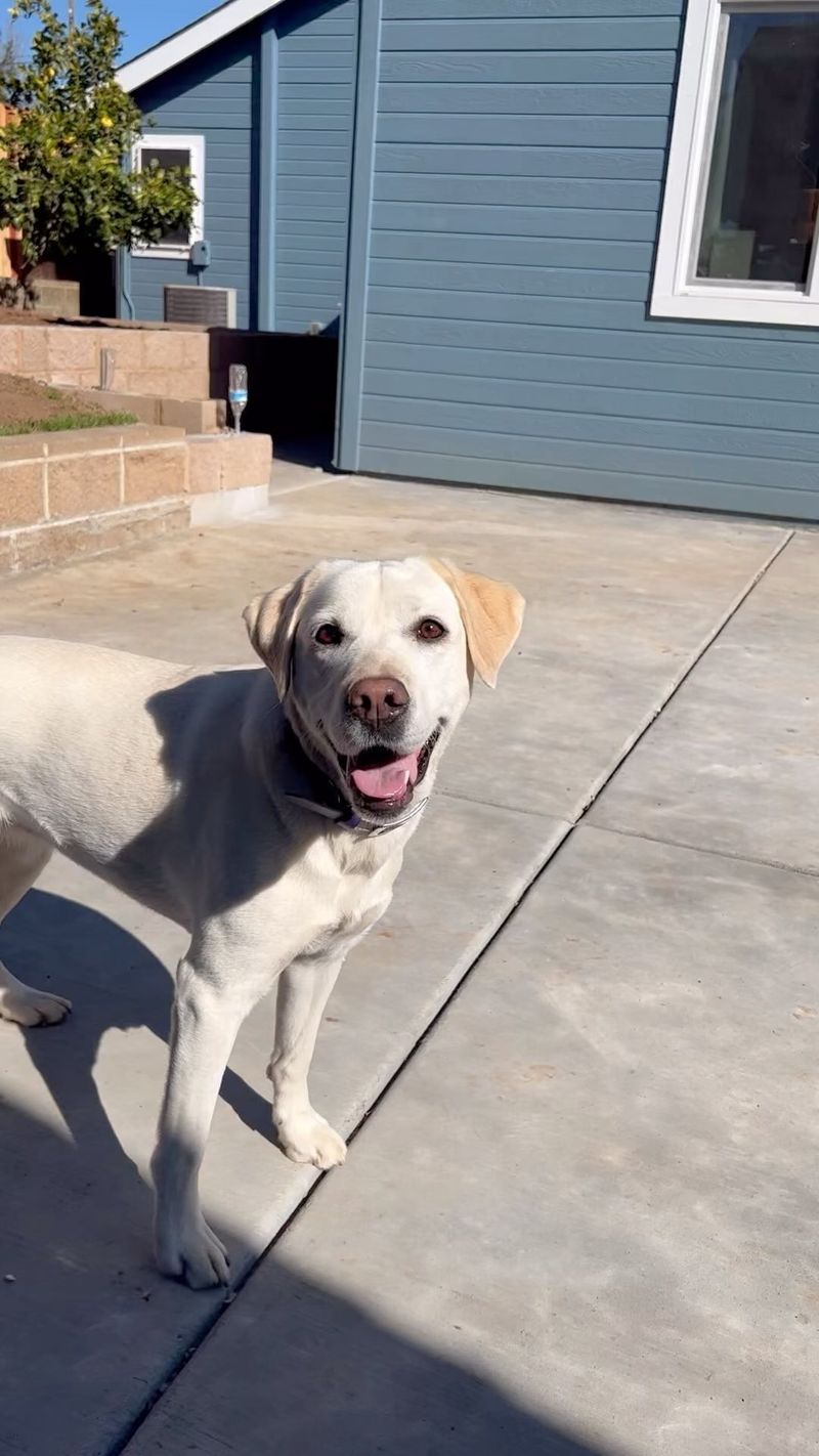 Labrador Retriever