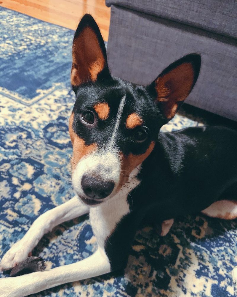 Basenji