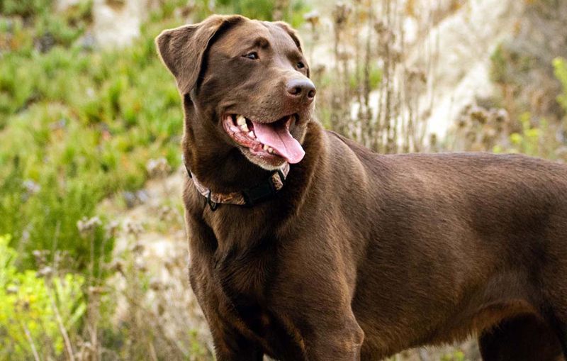 Labrador Retriever