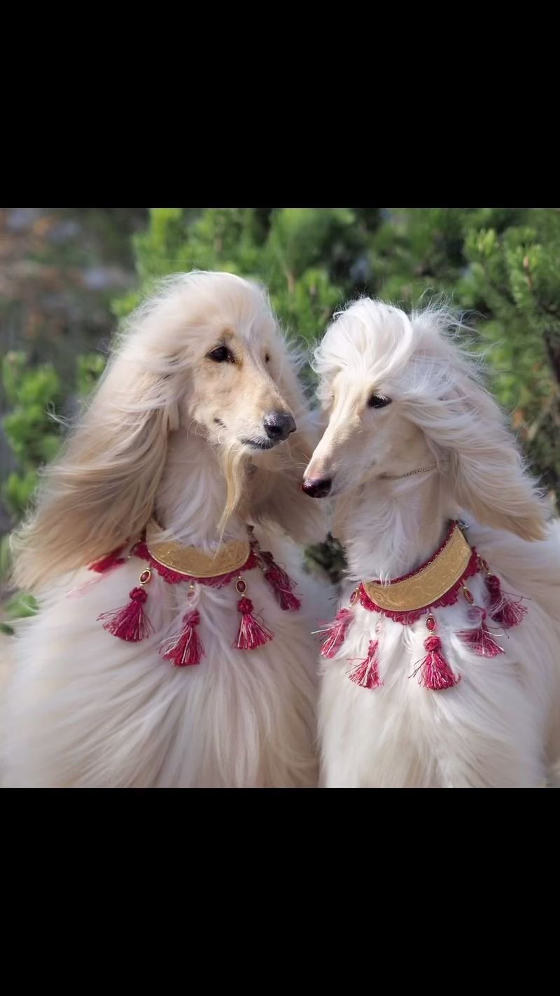 Afghan Hound