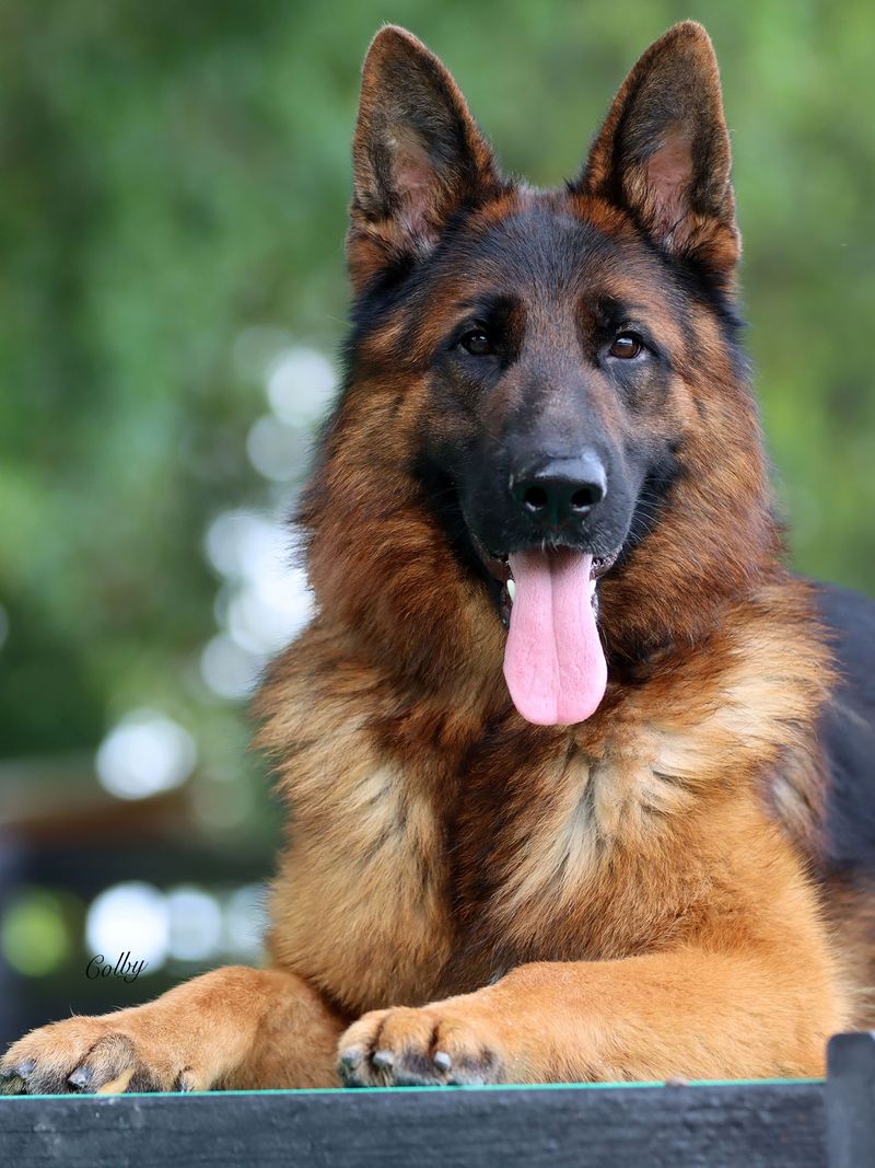 German Shepherd