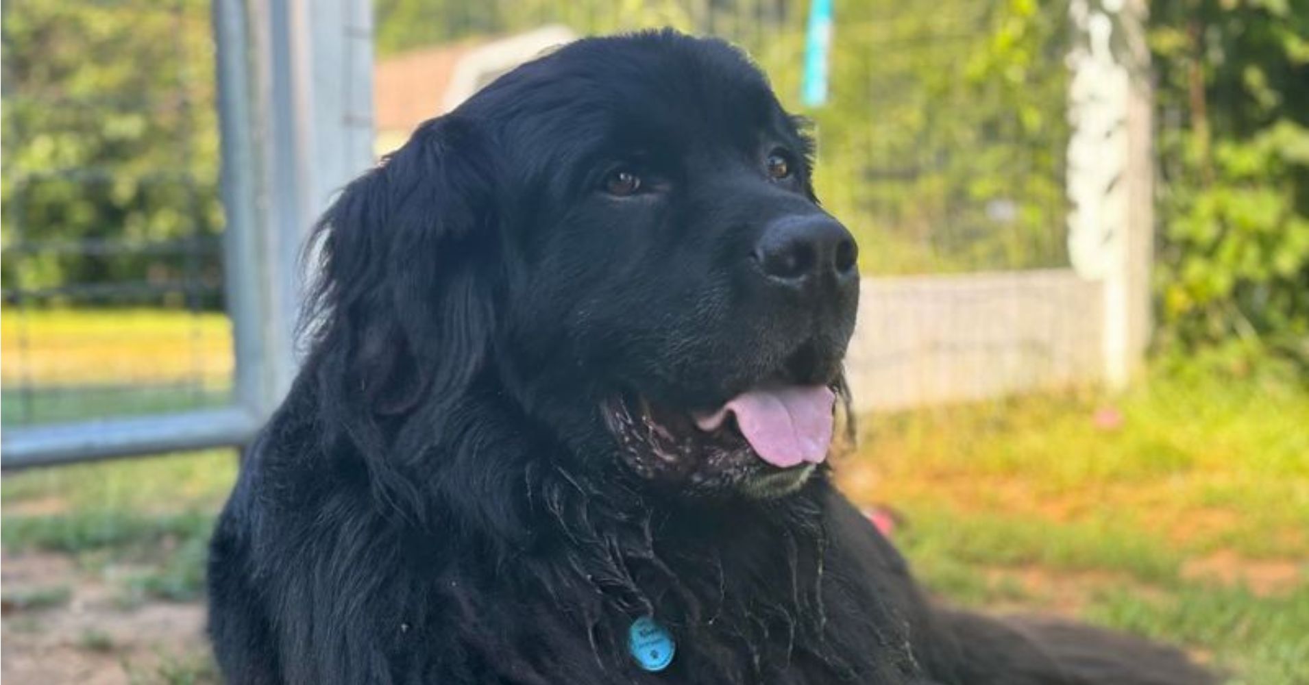 17 Protective Dog Breeds That Guard Without The Growl
