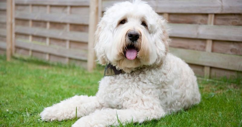 Labradoodle