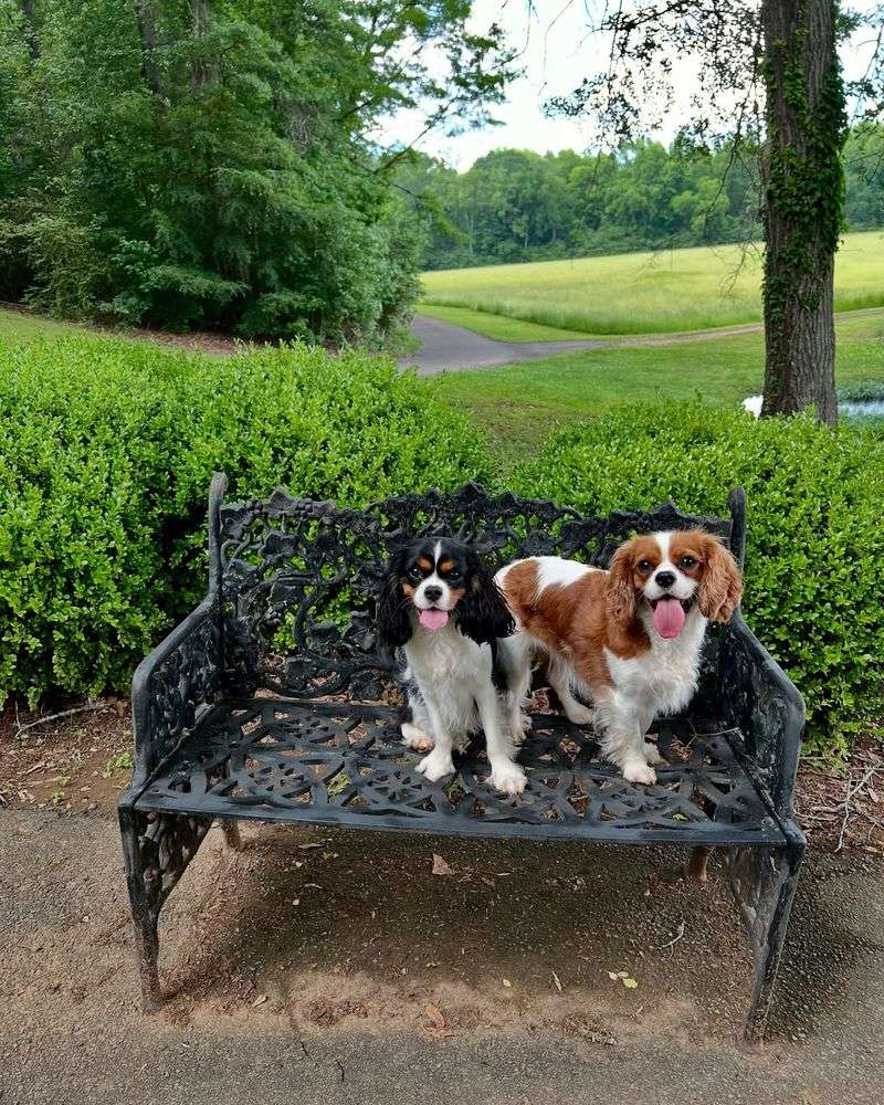 Cavalier King Charles Spaniel
