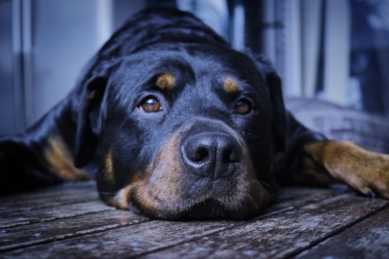 Rottweiler