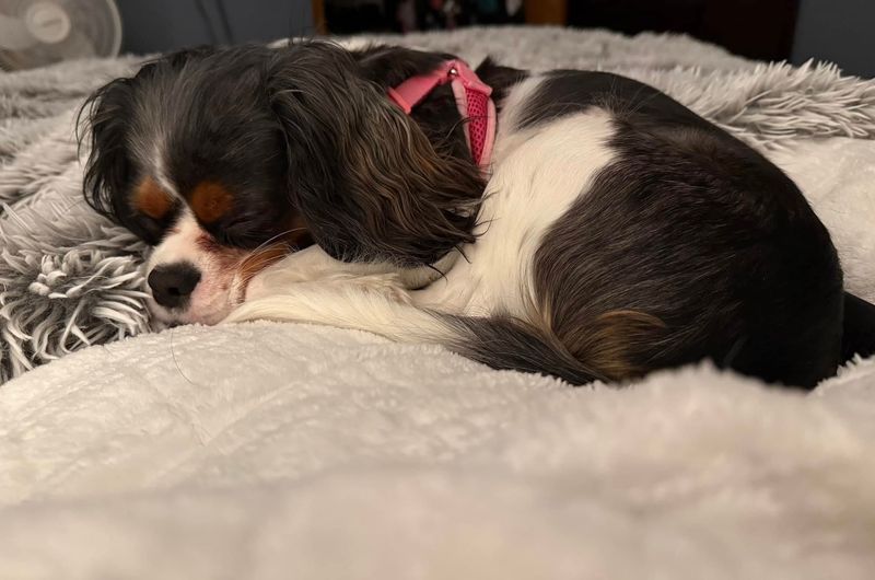 Cavalier King Charles Spaniel